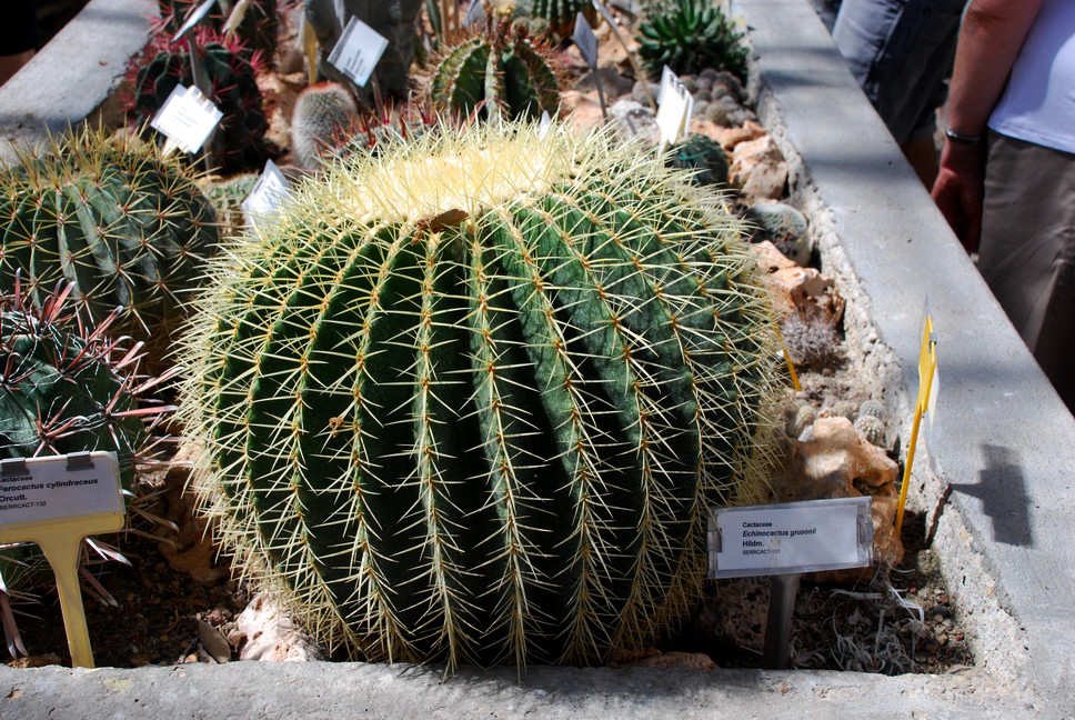 Orto Botanico_174.JPG